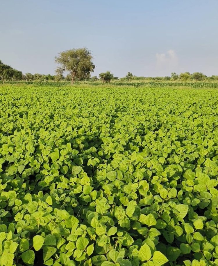 अब काश्तकार खुद करेंगे अपनी फसल की गिरदावरी  जाने केसे होगी गिरदावरी