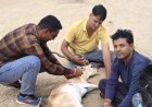 वन्य जीव प्रेमियों ने घायल हिरण की बचाई जान।