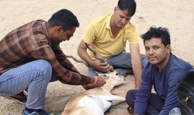 वन्य जीव प्रेमियों ने घायल हिरण की बचाई जान।