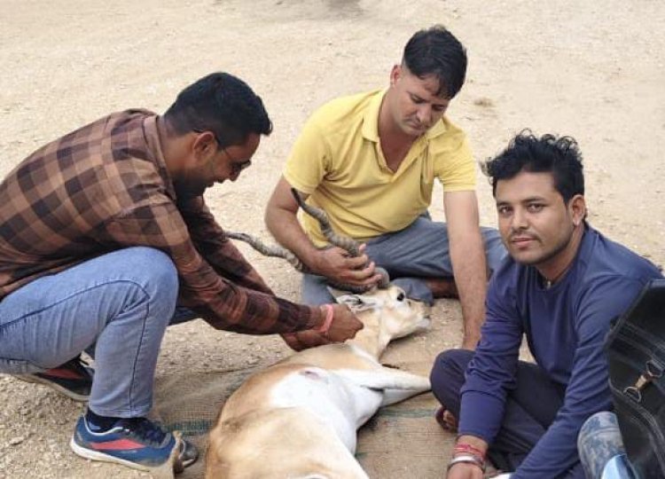 वन्य जीव प्रेमियों ने घायल हिरण की बचाई जान।