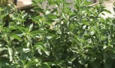 नागौर के मेड़ता सिटी में आयोजित होगा राज्य स्तरीय किसान सम्मेलन