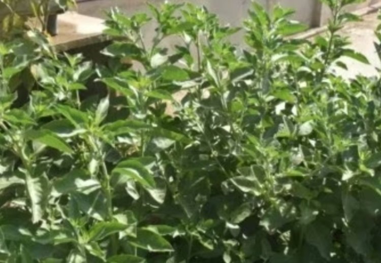 नागौर के मेड़ता सिटी में आयोजित होगा राज्य स्तरीय किसान सम्मेलन